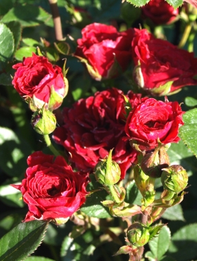 Róża miniaturowa (Rosa)  